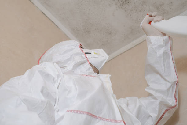 Best Basement Mold Remediation in Bethlehem, NC